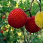 Medronho Berries