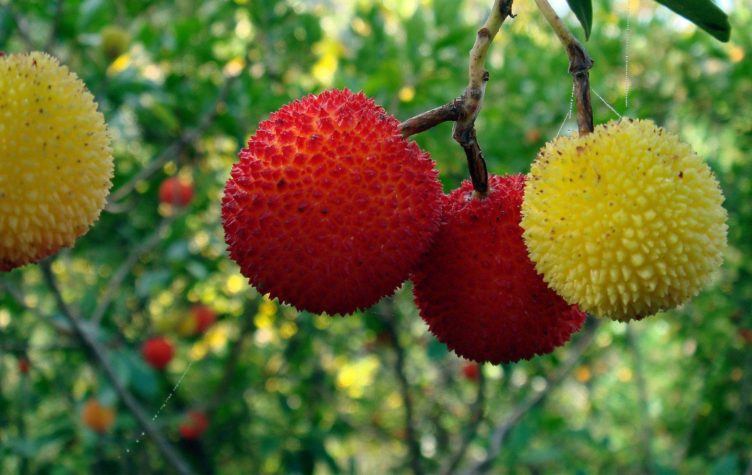 Medronho Berries